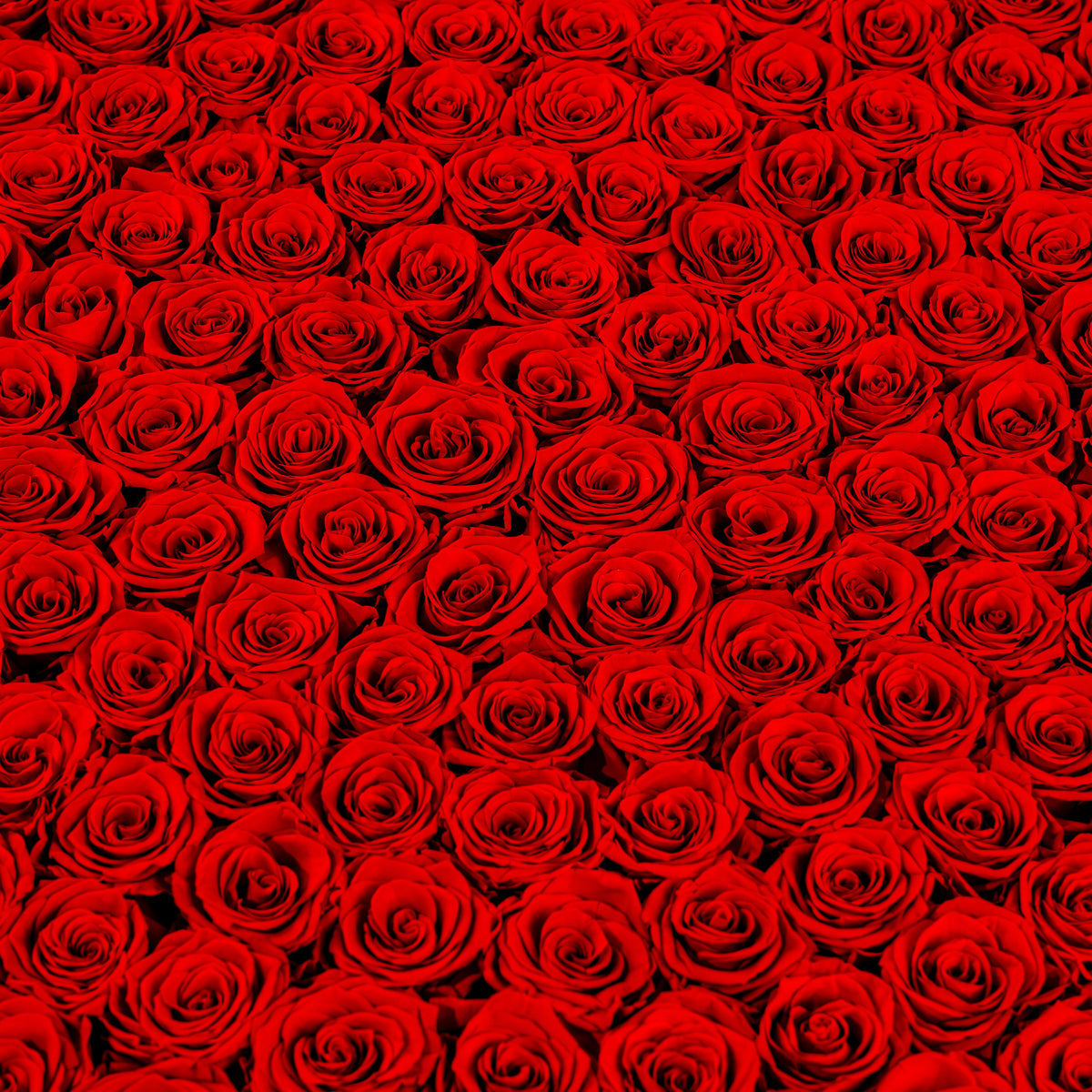 Pattern of red roses on a black background